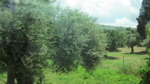 Olive Orchard -Messina